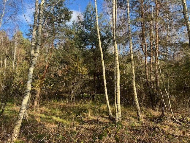 Działka leśna Stara Huta. Zdjęcie 7