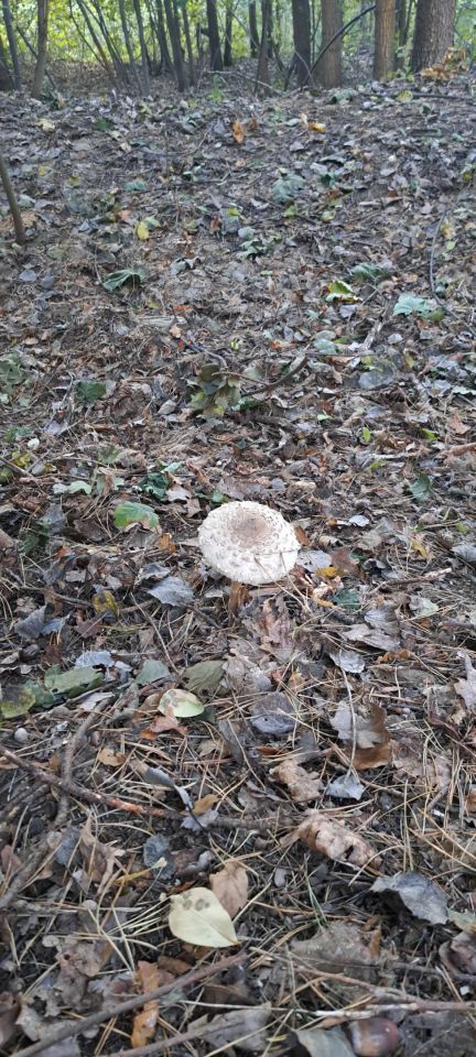 Działka budowlana Lutol Mokry. Zdjęcie 3