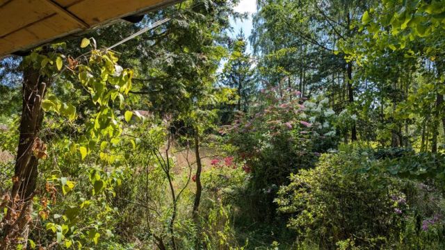 Działka rolna Chojnów. Zdjęcie 5