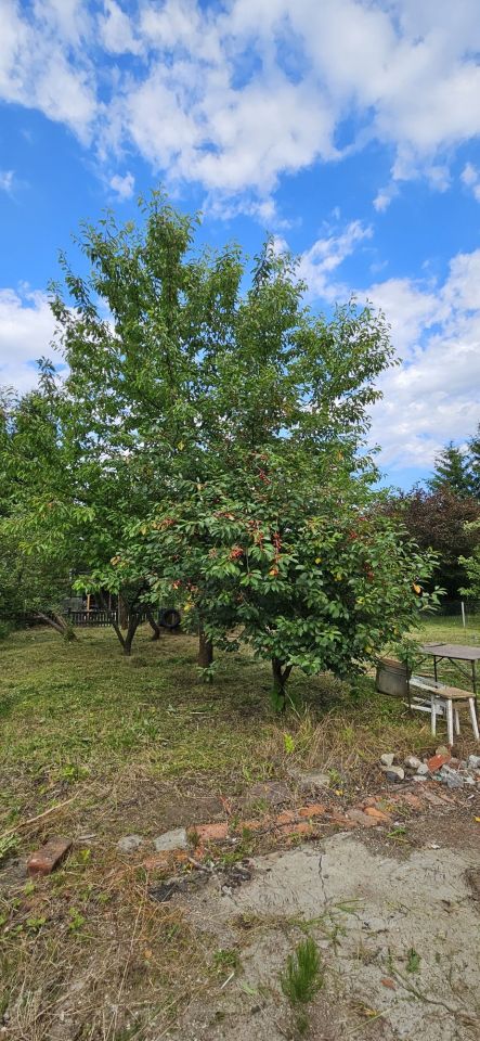 Działka rod Wrocław Psie Pole, ul. Sołtysowicka. Zdjęcie 7