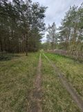 Działka leśna Ruś. Zdjęcie 3