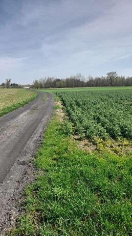 Działka rolno-budowlana Policzna, ul. Daleka. Zdjęcie 1