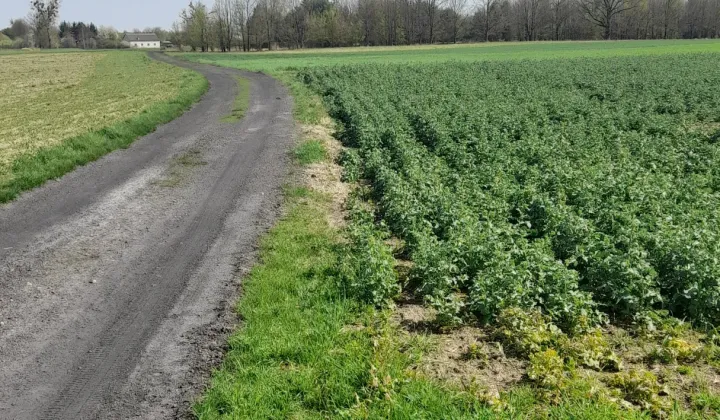 Działka rolno-budowlana Policzna, ul. Daleka