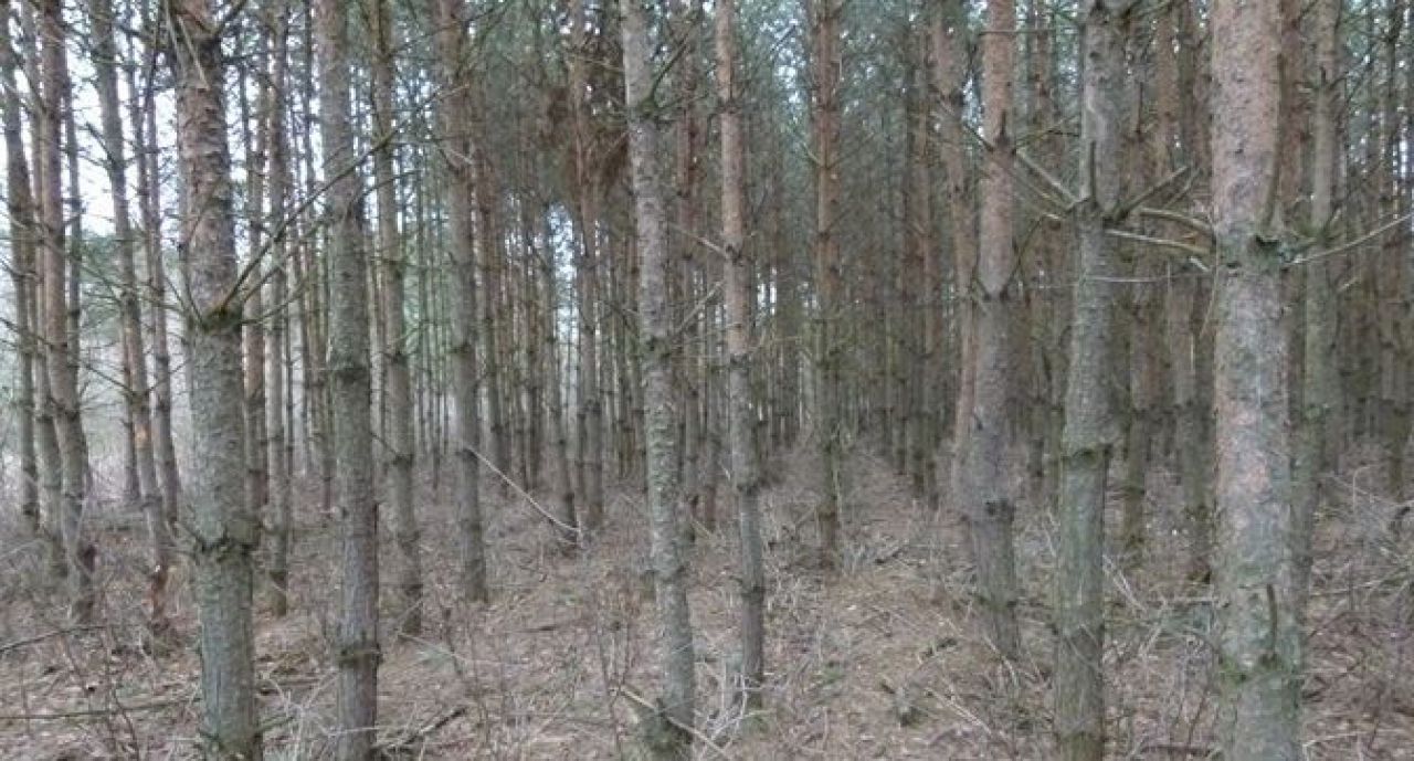 Działka leśna Grębów Zapolednik
