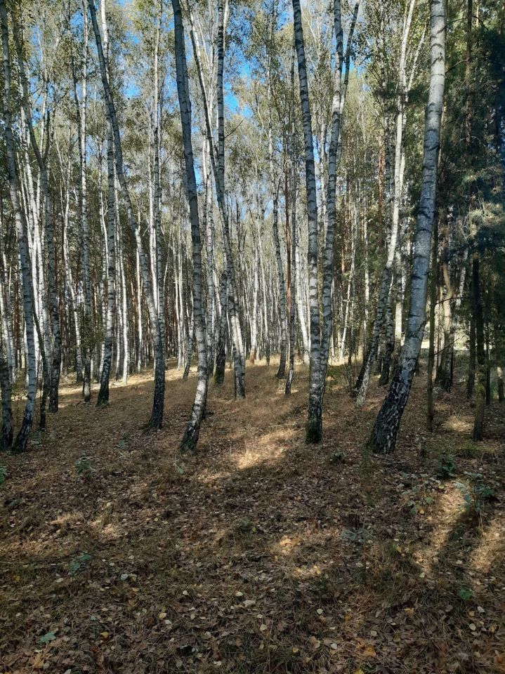Działka leśna Nowa Wieś-Śladów. Zdjęcie 2