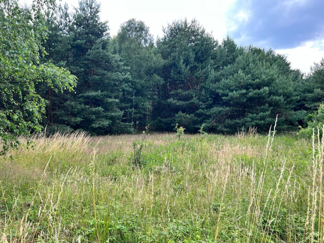 Działka rolna Trzebule. Zdjęcie 4