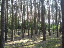 Działka leśna Huta Bardzyńska. Zdjęcie 1