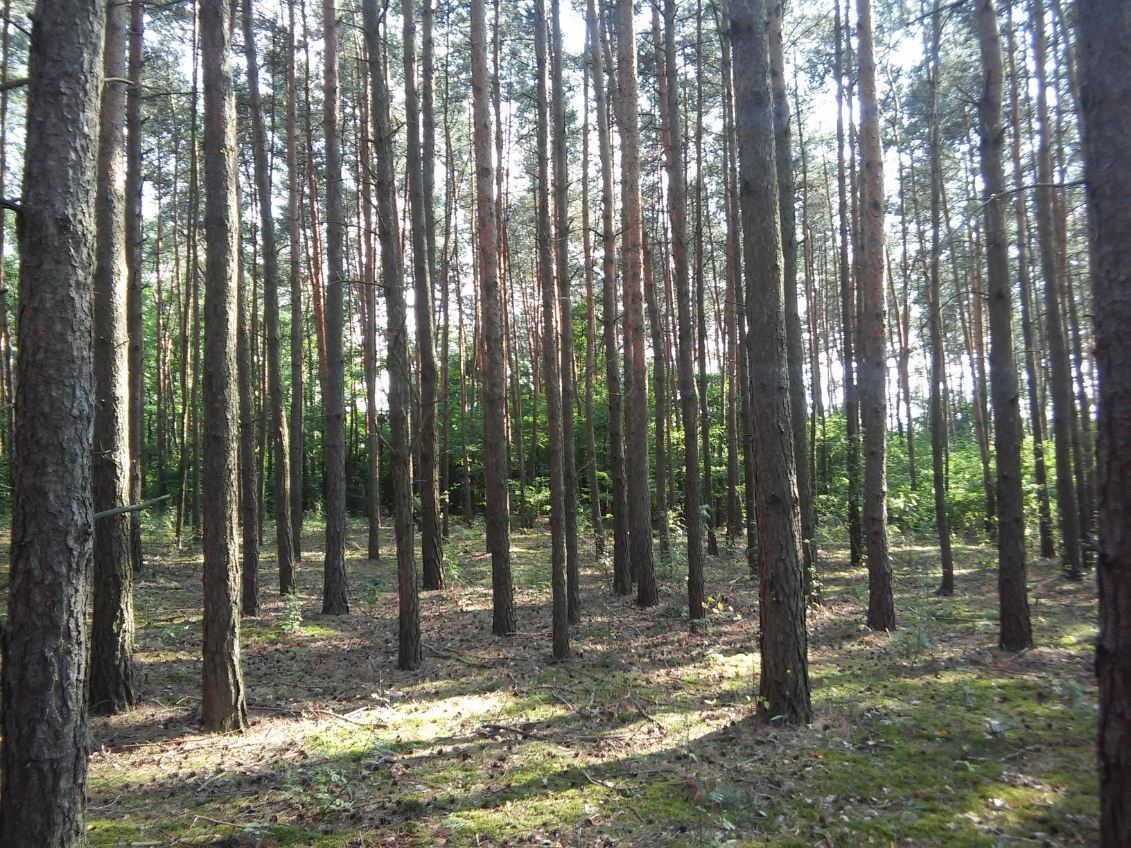 Działka leśna Huta Bardzyńska. Zdjęcie 2