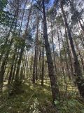Działka leśna Kamianka. Zdjęcie 4