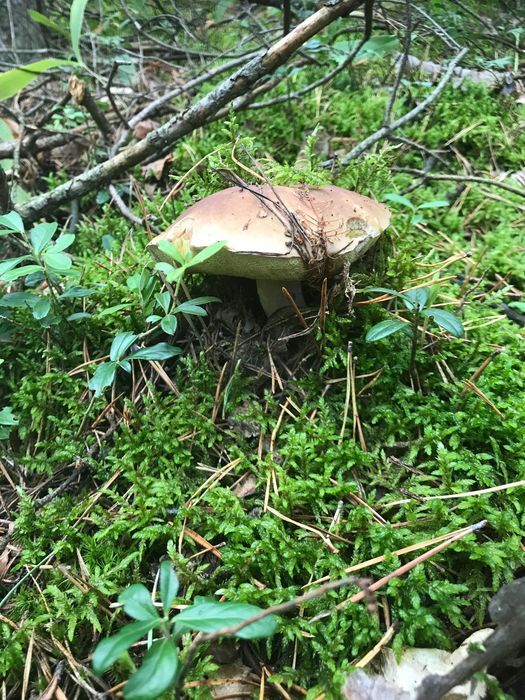 Działka budowlana Brzozówka, Działka nr. Zdjęcie 4