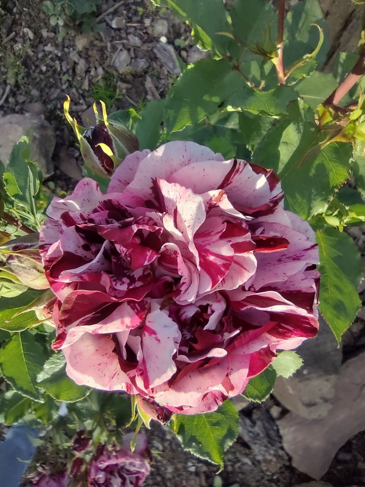 dom wolnostojący, 6 pokoi Mniów Raszówka, ul. Raszówka. Zdjęcie 9