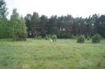 Działka rekreacyjna Udrzyn, ul. Sosnowa. Zdjęcie 3