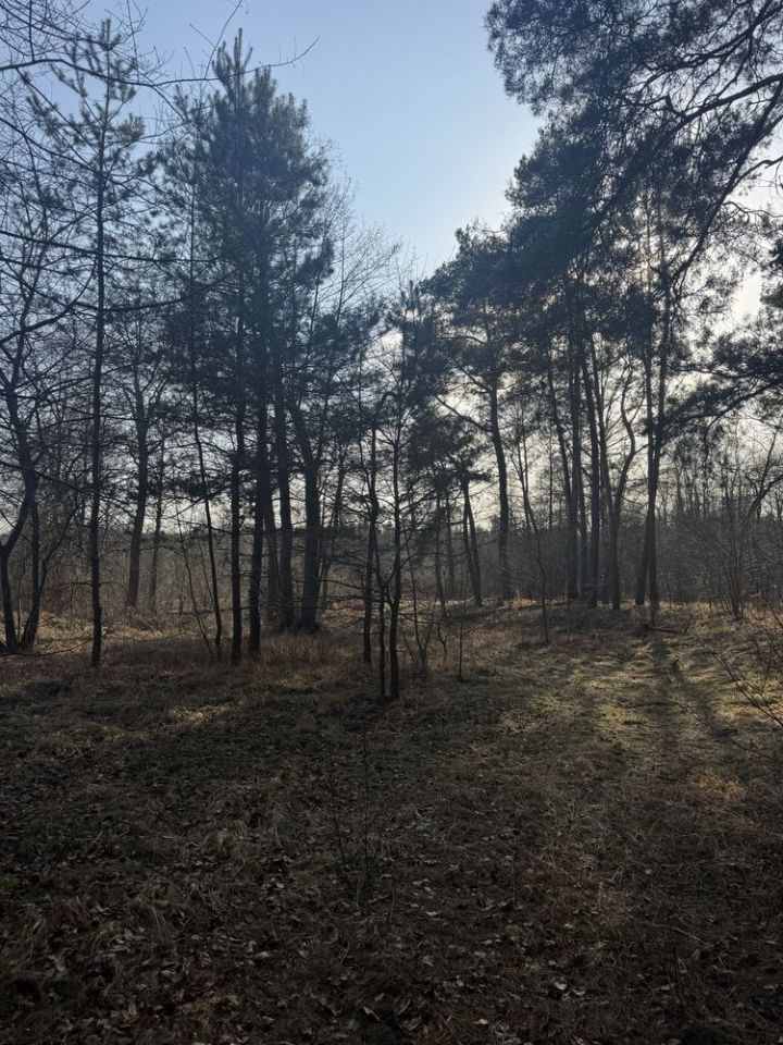 Działka leśna Nadkole. Zdjęcie 8