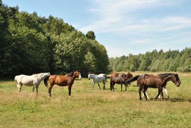 Działka budowlana Kęty Podlesie. Zdjęcie 14