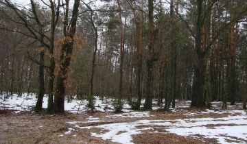 Działka leśna Kliczków Mały