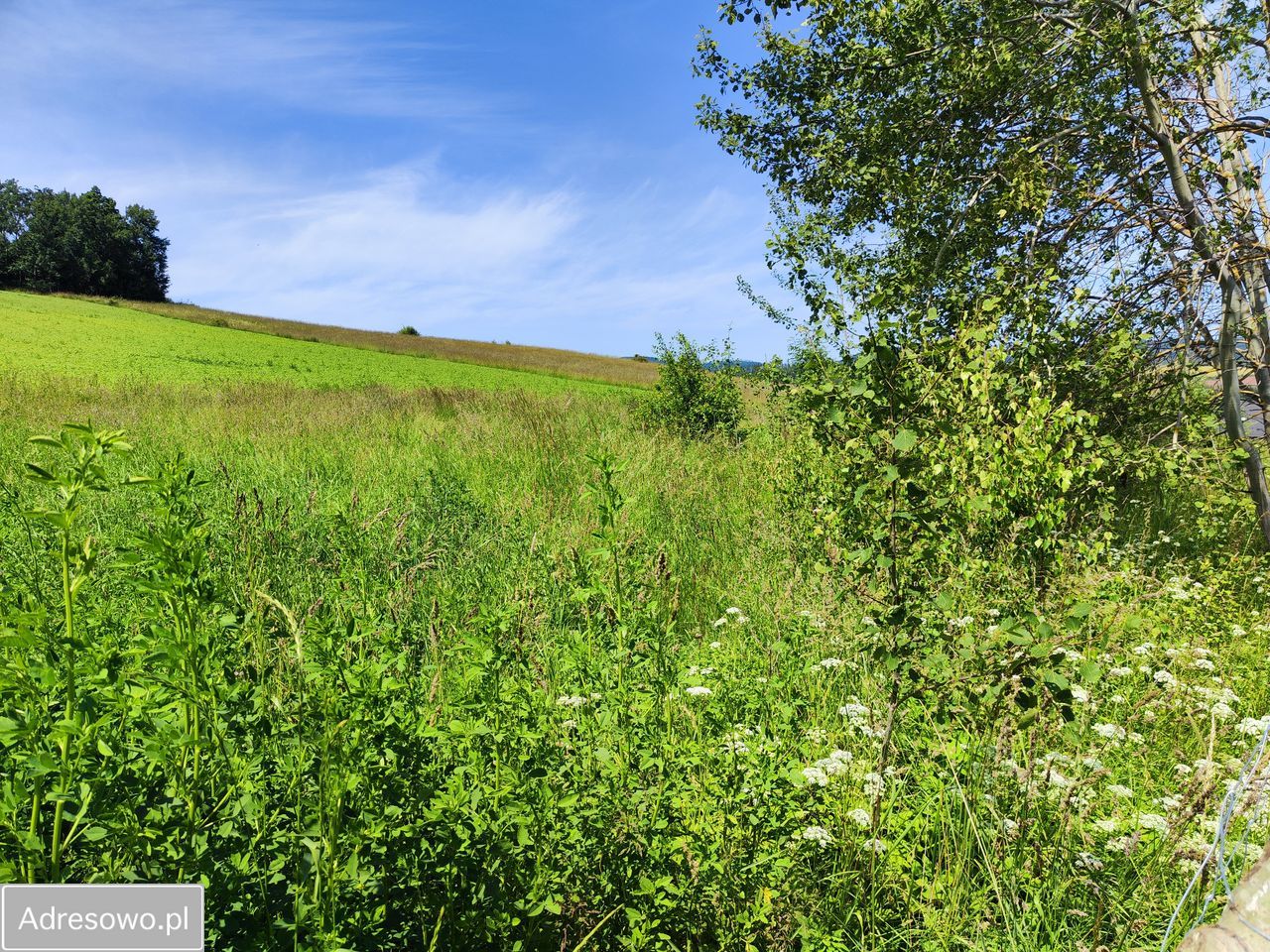 Działka budowlana Dzikowiec. Zdjęcie 5