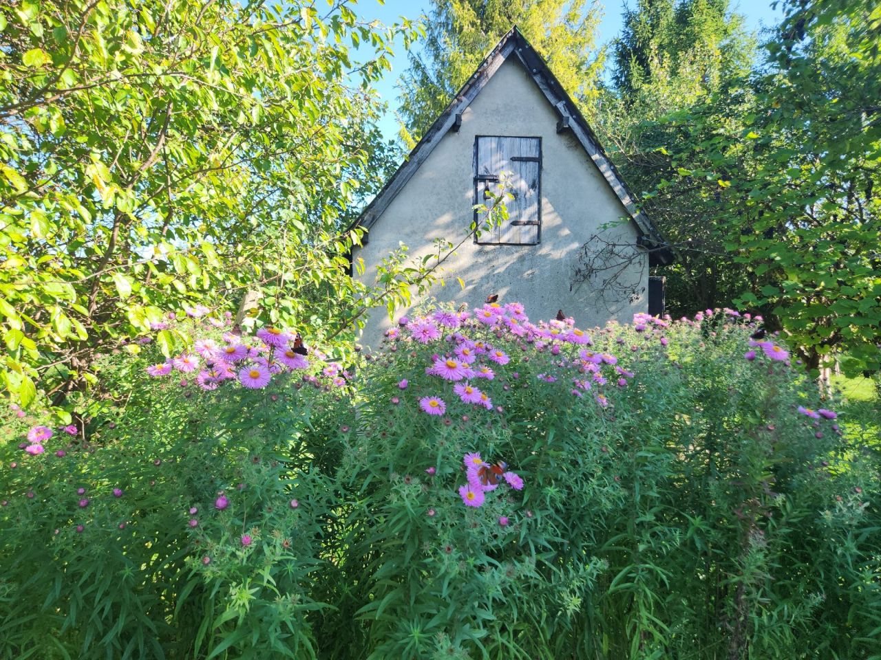 Działka rod Działdowo, ul. Romana Dmowskiego. Zdjęcie 5