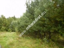 Działka budowlana Marynin. Zdjęcie 4