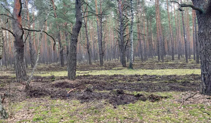 Działka leśna Emów, ul. Runa Leśnego