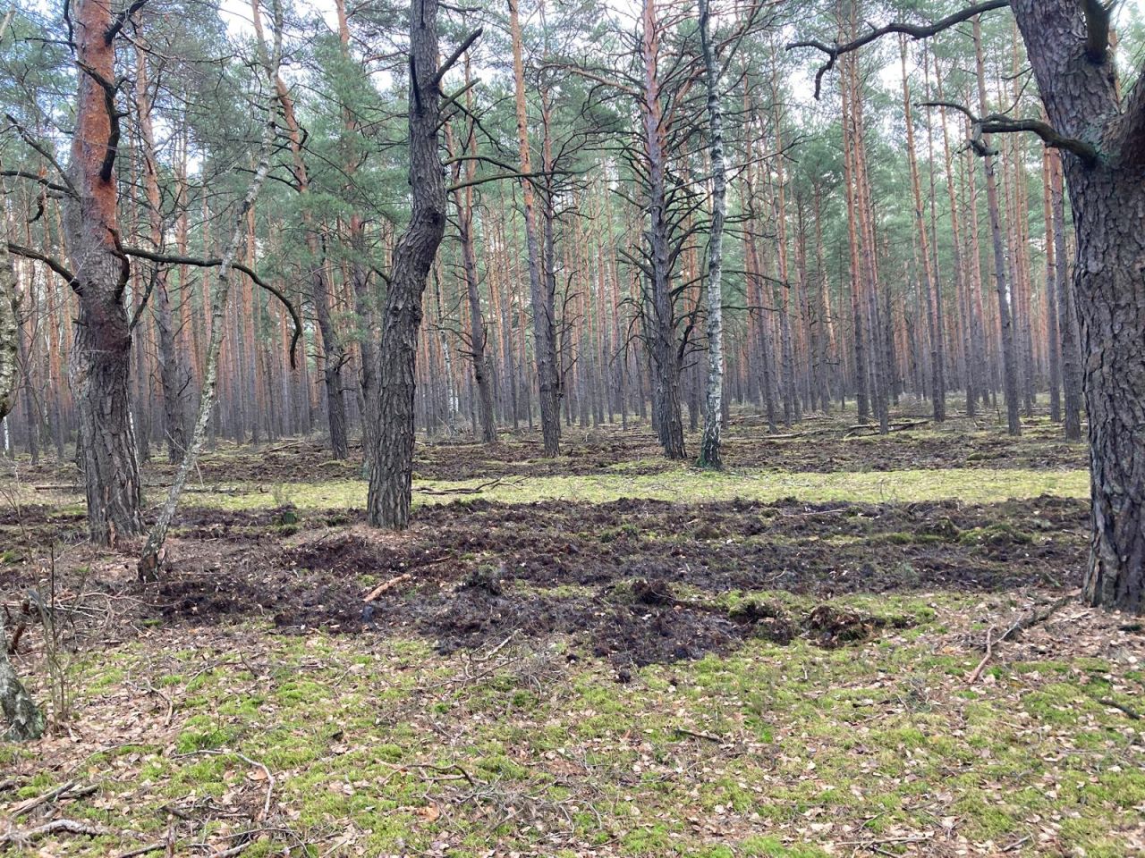 Działka leśna Emów, ul. Runa Leśnego. Zdjęcie 1