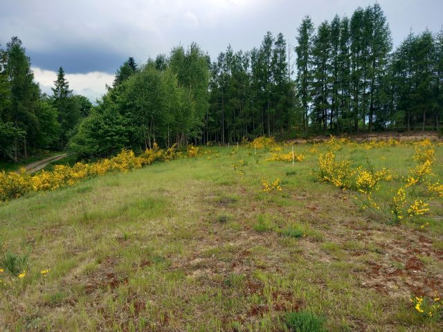 Działka rekreacyjna Borek Kamienny. Zdjęcie 1