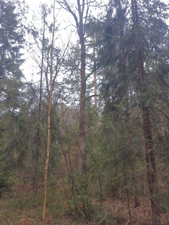 Działka leśna Ciężkowice. Zdjęcie 7