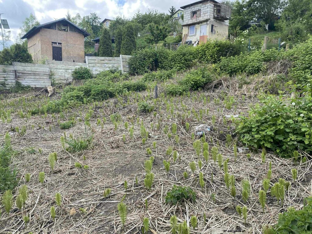 Działka rod Szczecin Golęcino. Zdjęcie 2