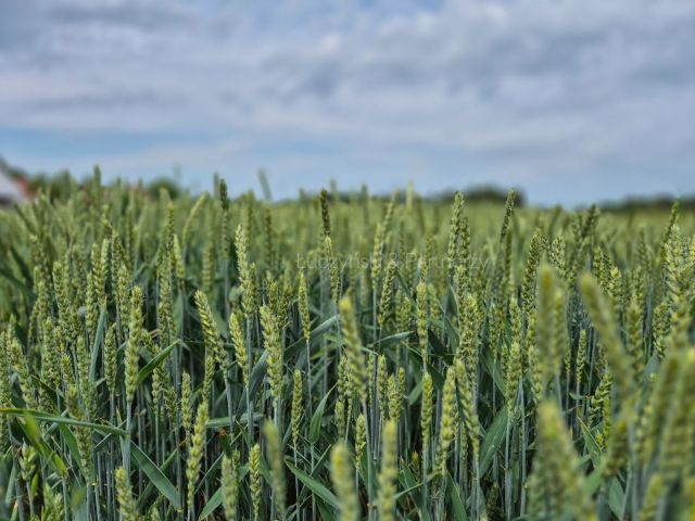 Działka siedliskowa Nowa Wieś Złotoryjska. Zdjęcie 5