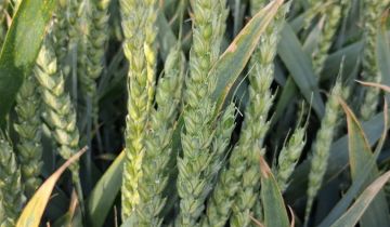 Działka rolno-budowlana Nowe Gierałty