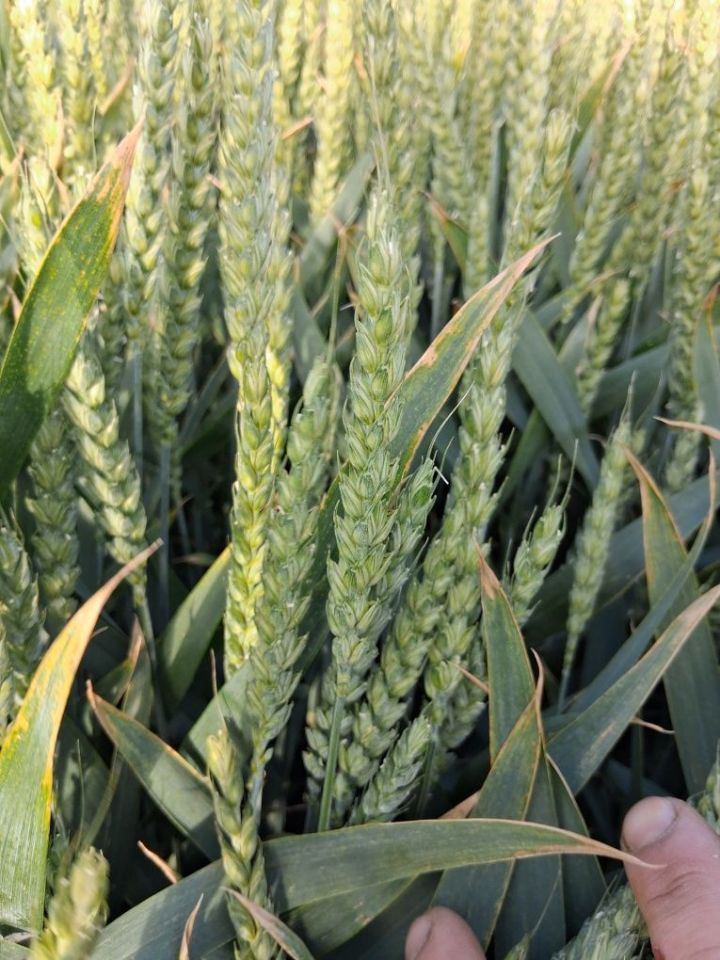 Działka rolno-budowlana Nowe Gierałty. Zdjęcie 2