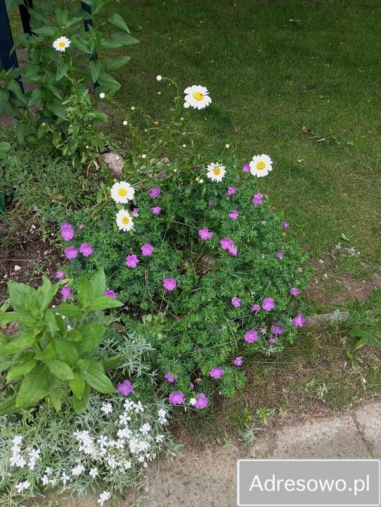 Działka rod Rypin, ul. Spokojna. Zdjęcie 5