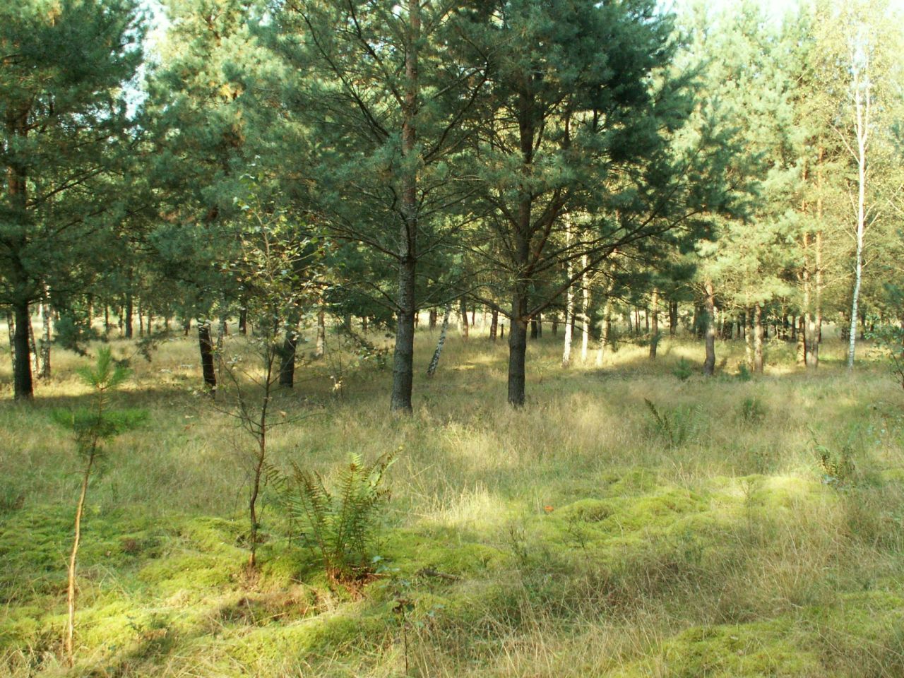 Działka rolno-budowlana Łowyń, Leśna. Zdjęcie 9