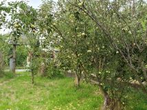 Działka rod Opole Zaodrze. Zdjęcie 2