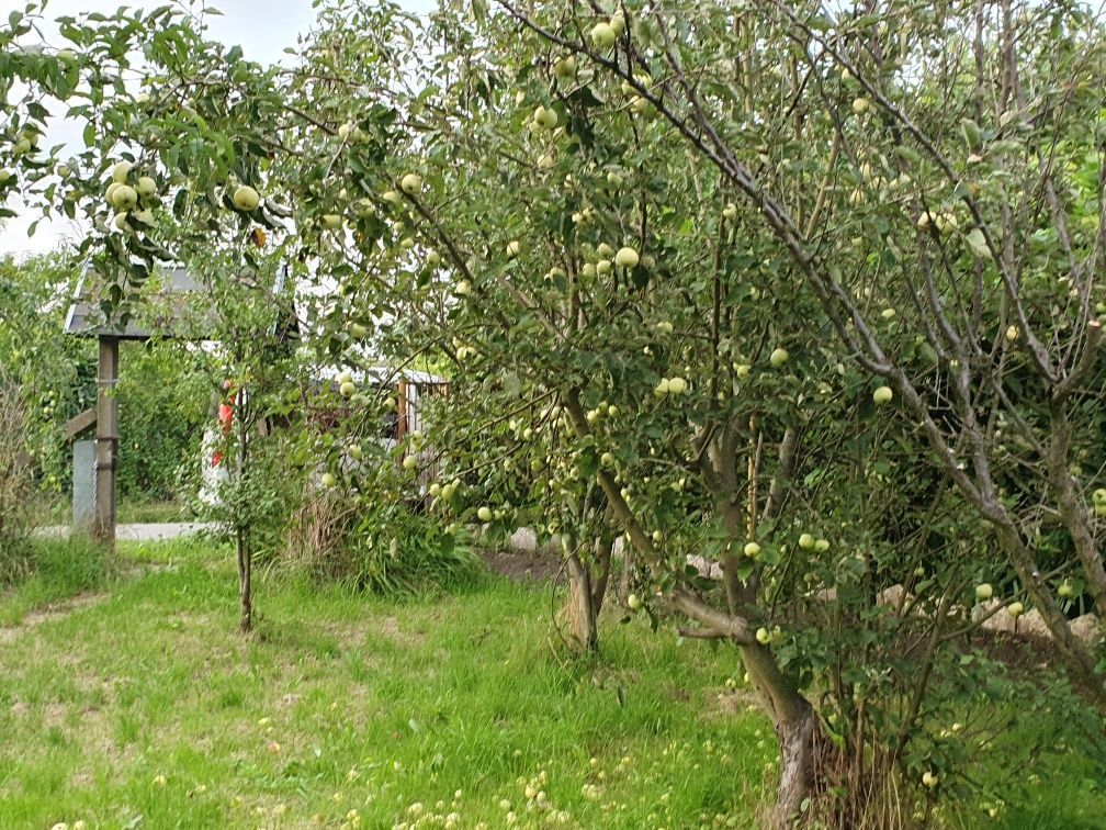 Działka rod Opole Zaodrze. Zdjęcie 3