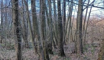 Działka rekreacyjna Poroże