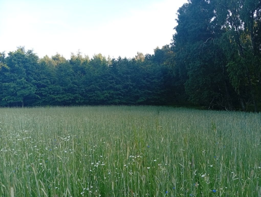 Działka Trzciano. Zdjęcie 8