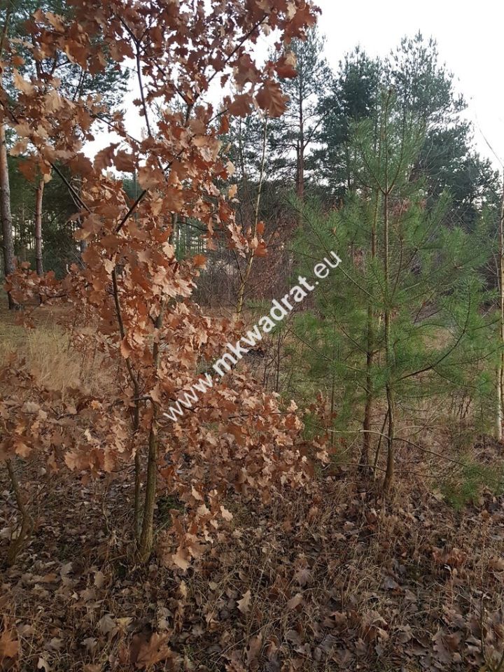 Działka budowlana Jesionka. Zdjęcie 10