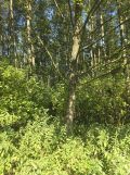 Działka rolna Żuklin. Zdjęcie 4