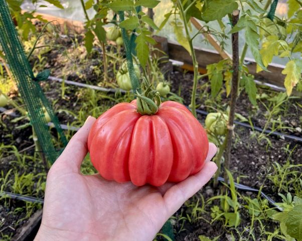 Działka rekreacyjna Wrocław Stare Miasto, ul. Góralska. Zdjęcie 1
