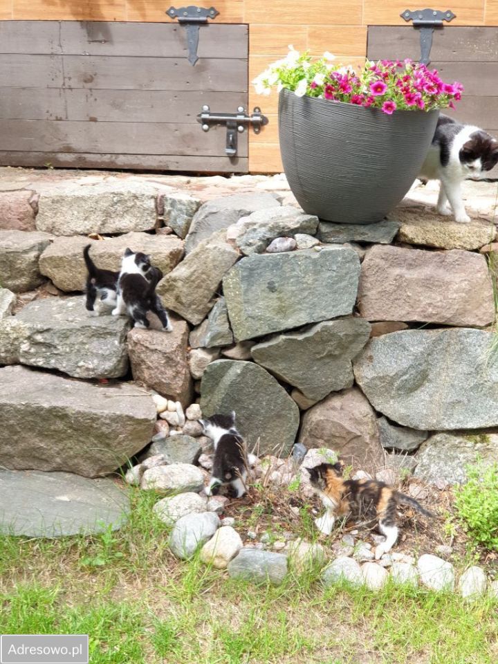 dom wolnostojący, 3 pokoje Lembarg. Zdjęcie 5