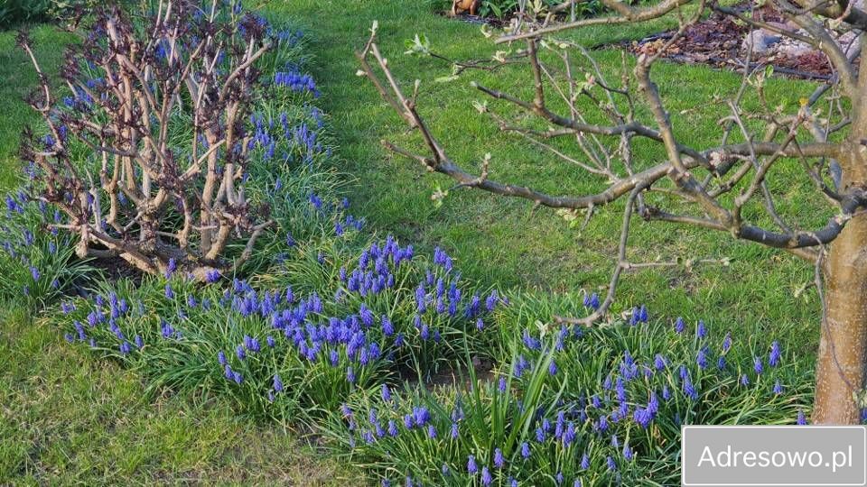Działka rod Radom Wośniki, ul. Hodowlana. Zdjęcie 9