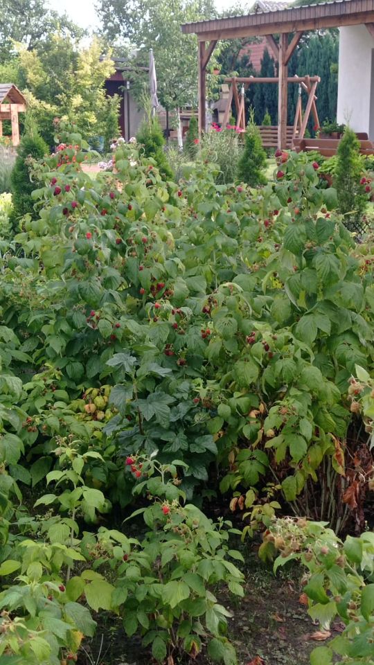 Działka rod Pleszew, ul. Bałtycka. Zdjęcie 3