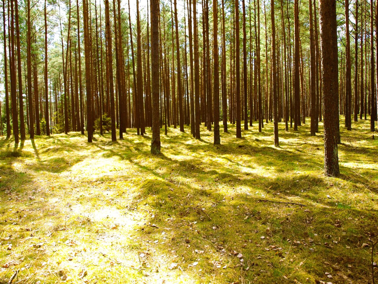 Działka rekreacyjna Lipy. Zdjęcie 17