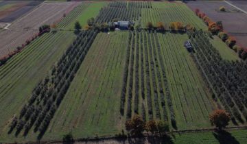 Działka siedliskowa Lucynów