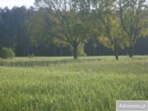 Działka rolna Raszków. Zdjęcie 4