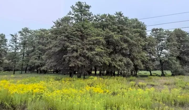 Działka budowlana Warszawa Wilanów, ul. Rosy