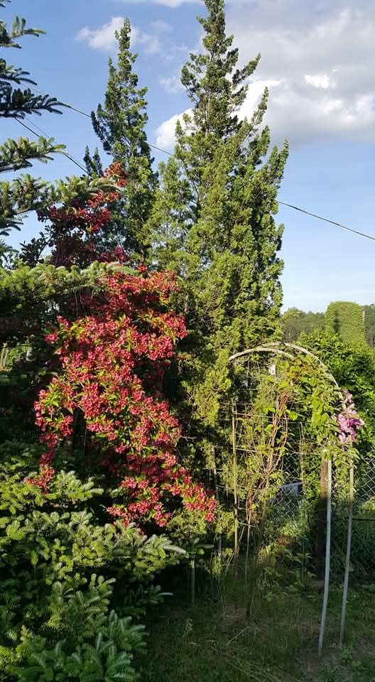 Działka rekreacyjna Jastrzębie-Zdrój Zofiówka, ul. Wojciecha Korfantego. Zdjęcie 3