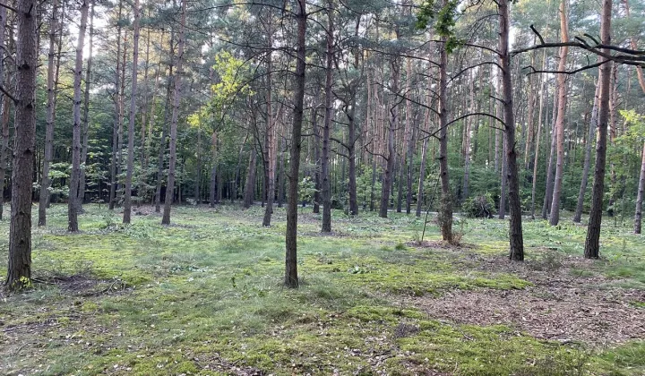 Działka budowlana Józefów, ul. Podleśna