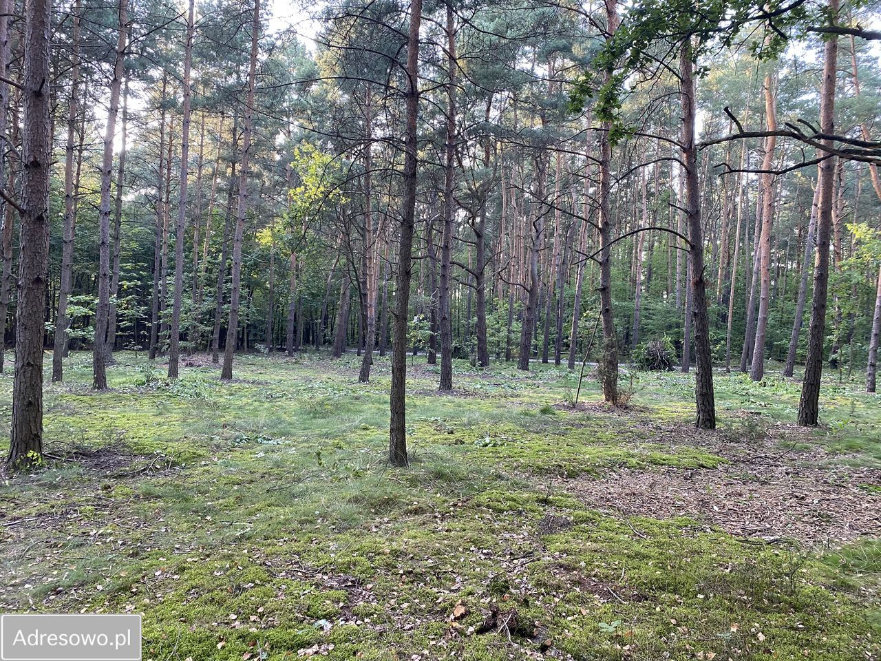 Działka budowlana Józefów, ul. Podleśna. Zdjęcie 1