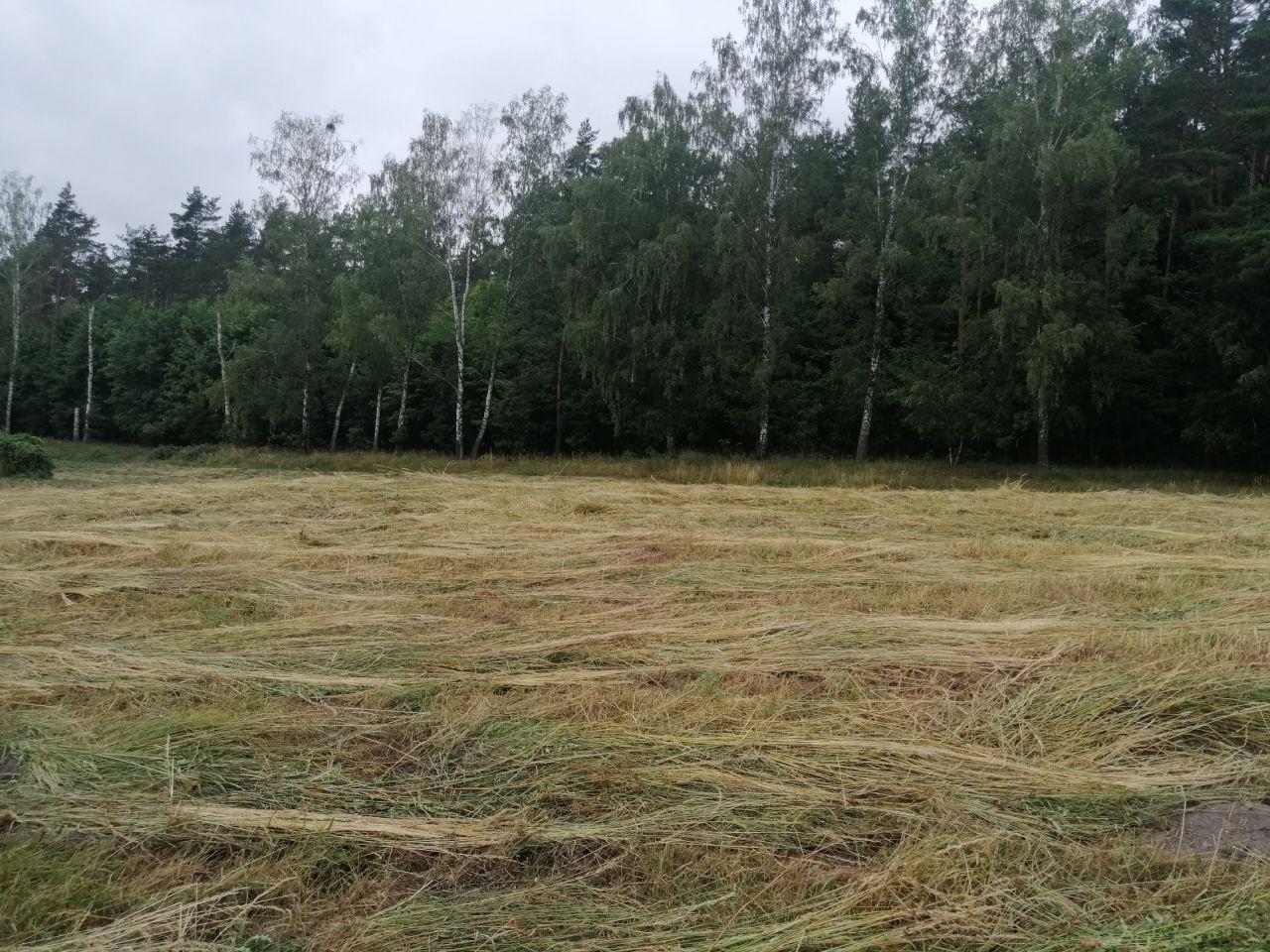 Działka rekreacyjna Szymonka. Zdjęcie 4